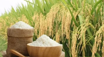 قفزة محدودة في أسعار الأرز المكسور العطري بالأسواق خلال الفترة الأخيرة